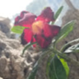 Meet your Posher, Kira